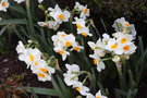vignette Narcissus 'Geranium' (Tazetta)