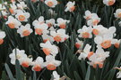 vignette Narcissus 'Pink Charm' (Large-cupped)