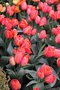 vignette Tulipa 'Ad Rem' (Darwin Hybrid Group)