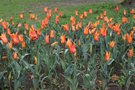 vignette Tulipa 'Ballerina' (Lily-flowered Group)