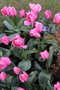 vignette Tulipa 'Big Love' (Darwin Hybrid Group)