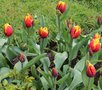 vignette Tulipa 'Kees Nelis' (Triumph Group)