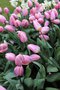vignette Tulipa 'Light and Dreamy' (Darwin Hybrid Group)