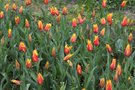 vignette Tulipa 'Synaeda King' (Lily-flowered Group)