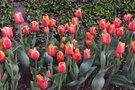vignette Tulipa 'Time Out'