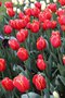 vignette Tulipa 'Verandi' (Triumph Group)