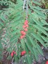 vignette Euphorbia fulgens
