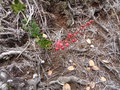 vignette Runion Agarista buxifolia