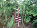 vignette Runion Heliconia 'Sexy Pink'