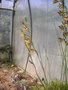 vignette Gladiolus