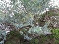 vignette Runion Acacia heterophylla