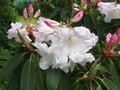 vignette Rhododendron loderi 