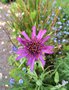 vignette Tragopogon porrifolius - Salsifis cultiv