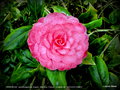 vignette Camélia ' KERGUELEN ' camellia japonica ,Origine : Stervinou ,France ,  mutation de ' NUCCIO'S CAMEO '