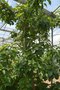 vignette la SHBL visite la ppinire Sillon Sme Plants de Lgumes et aromatiques Plougastel Daoulas