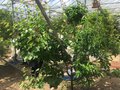 vignette la SHBL visite la ppinire Sillon Sme Plants de Lgumes ( Arbre greff 4 fruits diffrents)