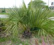 vignette butia odorata