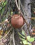 vignette Couroupita guianensis - Larbre  boulets de canon