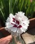 vignette Dianthus plumarius - Oeillet parfum