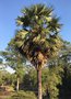 vignette Borassus flabellifer - Palmier de Palmyre, Palmier  sucre, Palmier rnier, Borasse