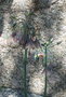 vignette Allium siculum subsp. dioscoridis / nectaroscordum