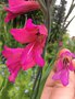 vignette Gladiolus communis et Gladiolus italicus