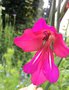 vignette Gladiolus communis ssp byzantinus - Glaieul de Byzance