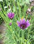 vignette Tragopogon porrifolius subsp. eriospermus - Salsifis  feuilles de poireau