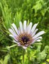 vignette Tragopogon porrifolius subsp. eriospermus - Salsifis  feuilles de poireau