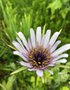 vignette Tragopogon porrifolius subsp. eriospermus - Salsifis  feuilles de poireau