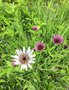 vignette Tragopogon porrifolius subsp. eriospermus - Salsifis  feuilles de poireau