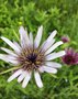 vignette Tragopogon porrifolius subsp. eriospermus - Salsifis  feuilles de poireau