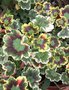 vignette Pelargonium x hortorum 'Mrs Pollock' - Granium zonal