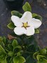 vignette La SHBL visite des producteurs de Kerisnel - Gardenia jasminoides 'Klem's Hardy'