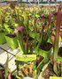 vignette La SHBL visite des producteurs de Kerisnel - Sarracenia, sarracnie - plante carnivore