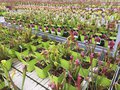 vignette La SHBL visite des producteurs de Kerisnel - Sarracenia, sarracnie - plante carnivore