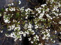 vignette 05- Deutzia gracilis,
