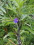 vignette 05- Solanum laciniatum