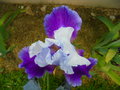vignette Iris hybride N 15