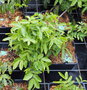 vignette 05- Senna alexandrina  / Cassia angustifolia