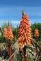 vignette kniphofia orange