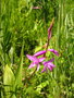 vignette Bletilla striata - Orchide de jardin