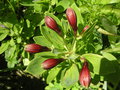 vignette Alstroemeria hybride 'Lir' - Alstromre ou lys des Incas