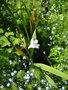 vignette Watsonia borbonica subsp. ardernei - Watsonia blanc