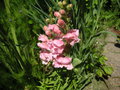 vignette Antirrhinum majus - Grand Muflier ou gueule de loup