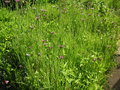 vignette Tragopogon porrifolius subsp. eriospermus - Salsifis  feuilles de poireau parmis les Helianthus