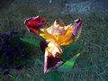 vignette Iris hybride N 27