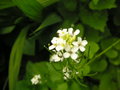 vignette Alliaria petiolata - Alliaire officinale ou Herbe à ail