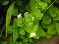 vignette Alliaria petiolata - Alliaire officinale ou Herbe à ail