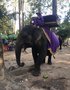 vignette Elephas maximus - lphant d'Asie